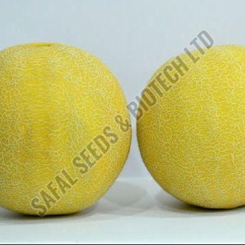 F1 SSB 107 Muskmelon Seeds F1 SSB 107 Muskmelon Seeds