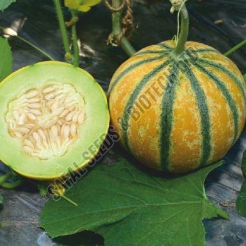 F1 SSB 131 Muskmelon Seeds