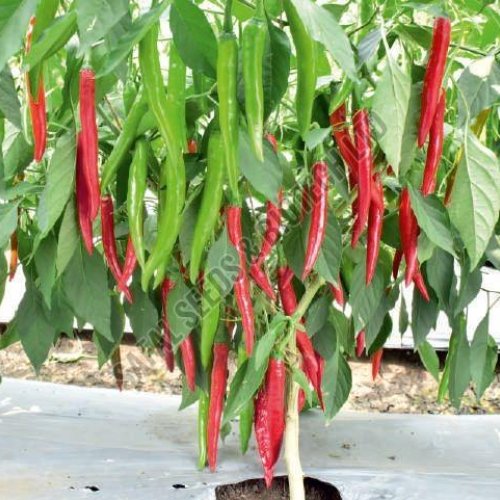 F1-SSB 154 Chilli Seeds F1-SSB 154 Chilli Seeds