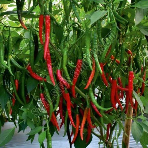 F1-SSB 170 Chilli Seeds