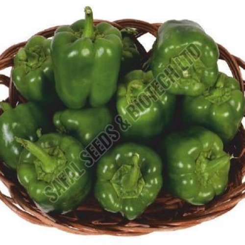 F1-SSB 241 Capsicum Seeds