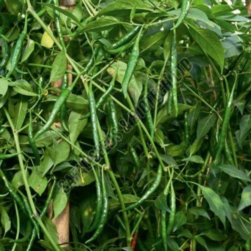 Chilli Seeds