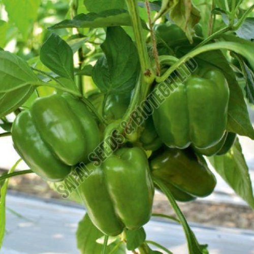 F1 SSB -310 Capsicum Seeds