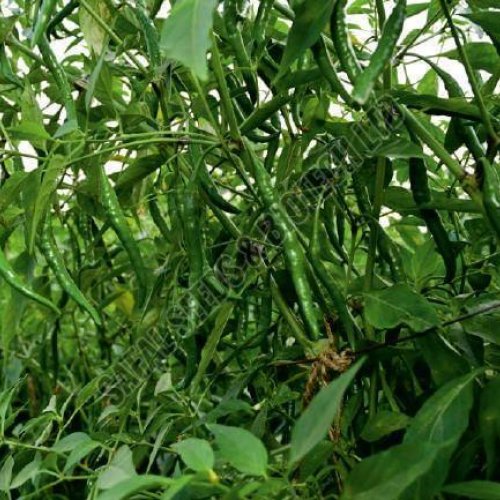 F1-SSB 328 Chilli Seeds F1-SSB 328 Chilli Seeds