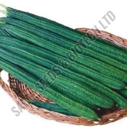 F1-SSB 334 Ridge Gourd Seeds