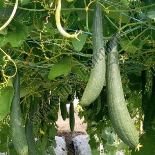 F1-SSB 787 Ridge Gourd Seeds