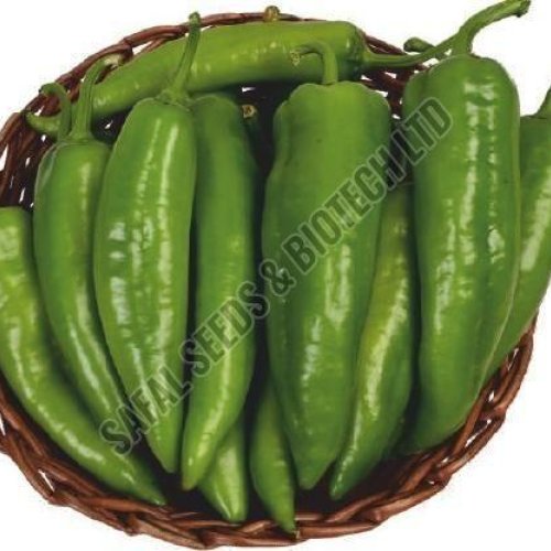 F1-SSB-800 Capsicum Seeds F1-SSB-800 Capsicum Seeds