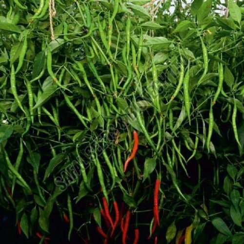 F1 SSB 807 Chilli Seeds F1 SSB 807 Chilli Seeds
