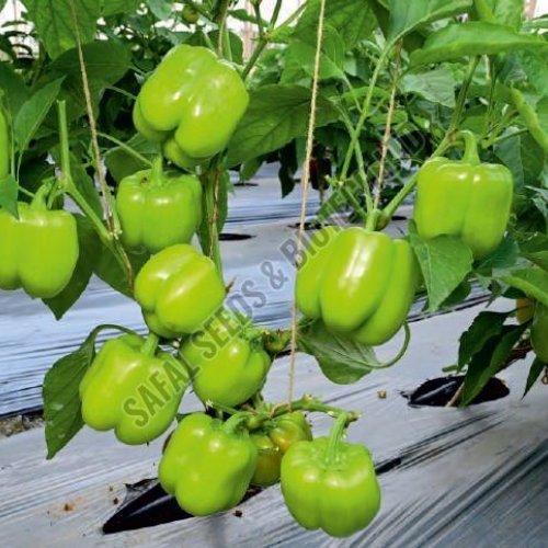 F1-SSB 847 Capsicum Seeds F1-SSB 847 Capsicum Seeds