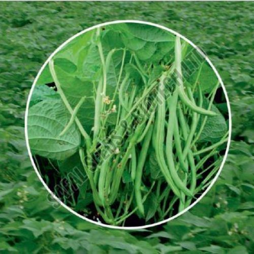 French Beans Dolly Seeds