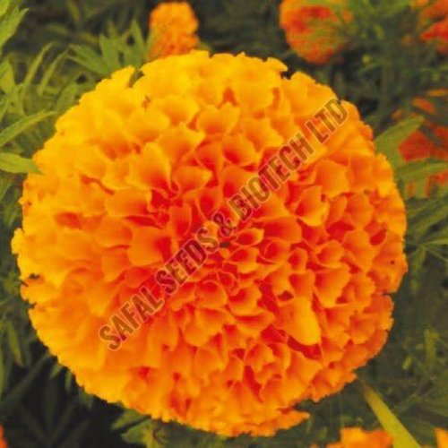 Mastani Marigold Seeds