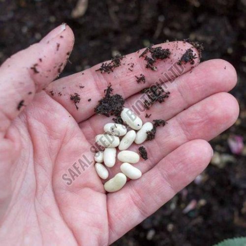 Open Pollinated Seeds