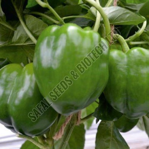 Safal Wonder Capsicum Seeds