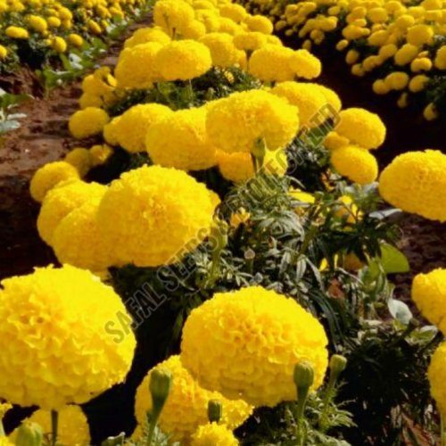 Yellow Passion Marigold Seeds