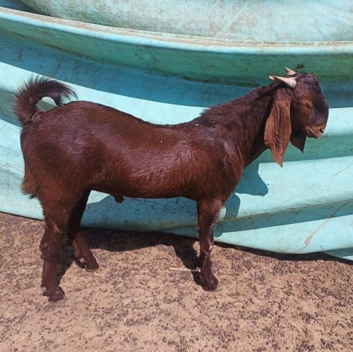 Live Ajmera Goat