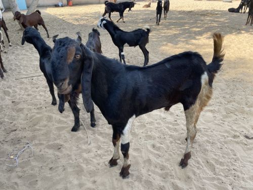 Live Karoli Kota Goat