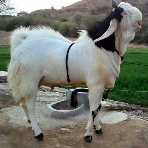 Live Kota Goat