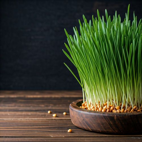 Organic Wheat Grass Microgreen