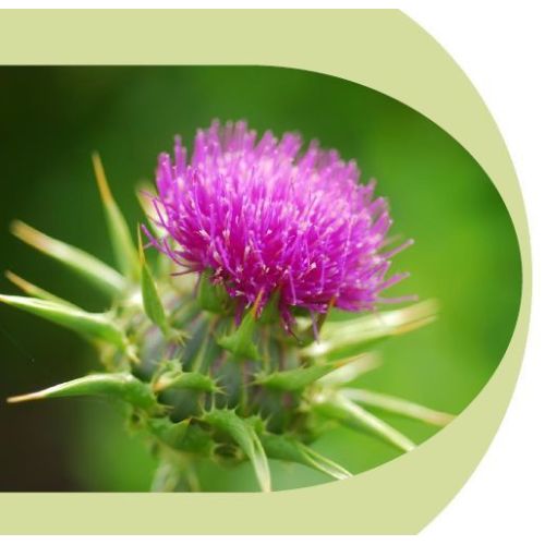 Atomy Milk Thistle