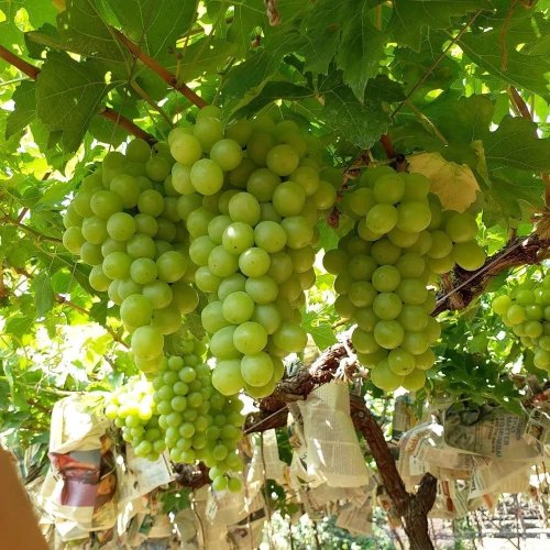Fresh Green Thompson Grapes