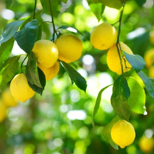 Fresh Yellow Lemon Fresh Yellow Lemon