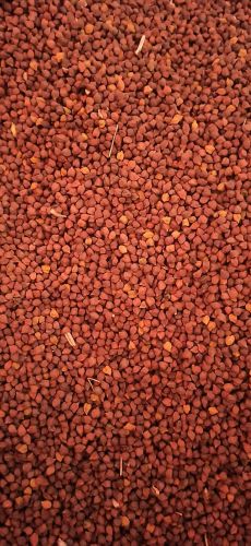 Black Chickpeas