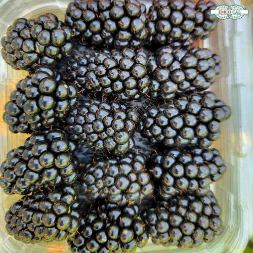 A Grade Fresh Blackberry