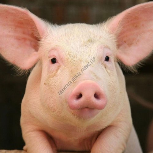Live Pig