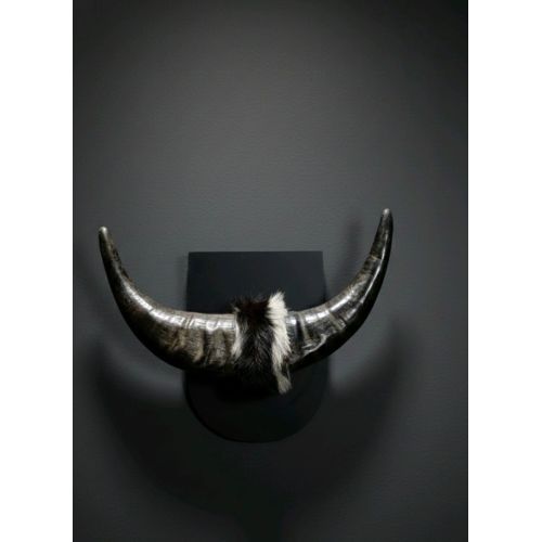Buffalo Horn Decorative Piece