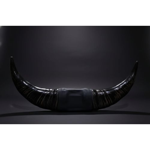 Buffalo Horn