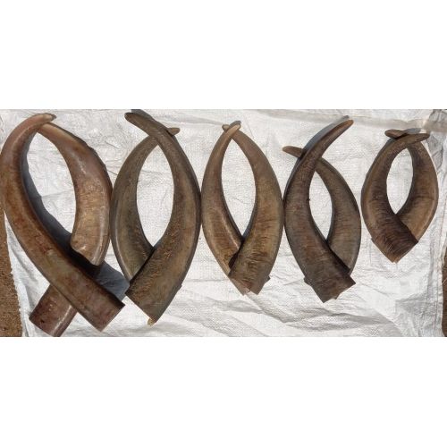 Natural Buffalo Horn