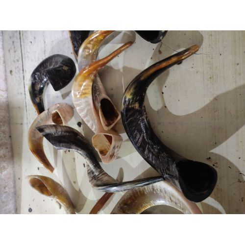 Sheep Horn Shofar