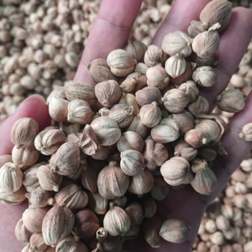 Java White Cardamoms