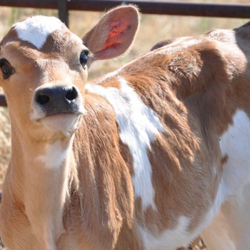 Female Jersey Calf