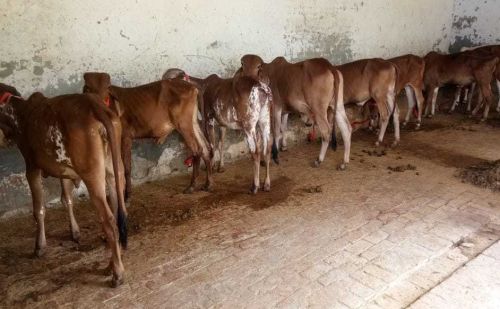 Female Gir Calf