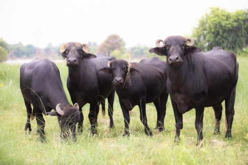 Murrah Buffalo Calf