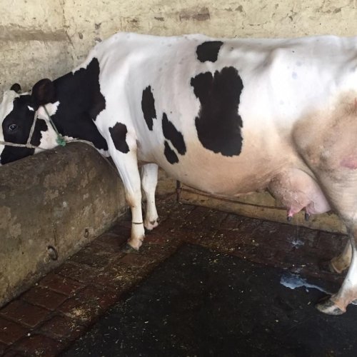 Pure HF Cow
