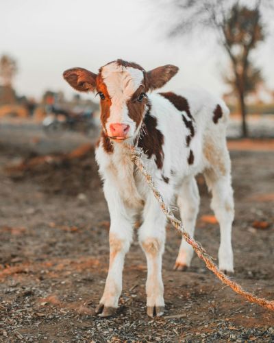 Female Sahiwal Calf
