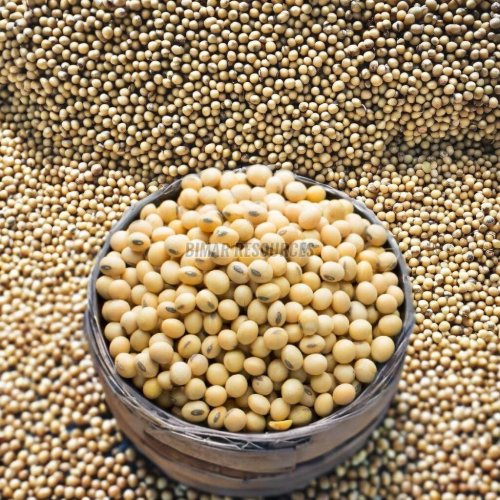 Soybean Seeds