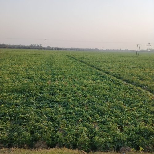 Fresh Potato