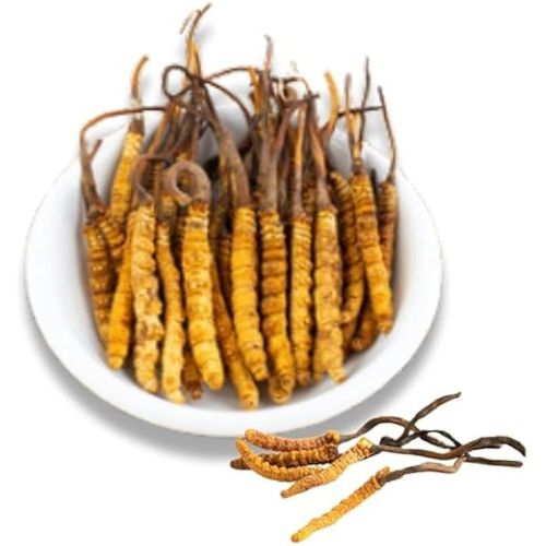 Lab Grown Cordyceps Militaris Powder