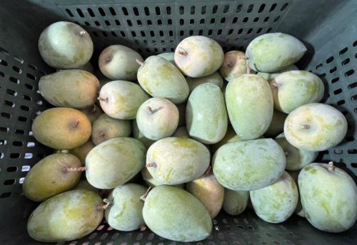 Fresh Mango
