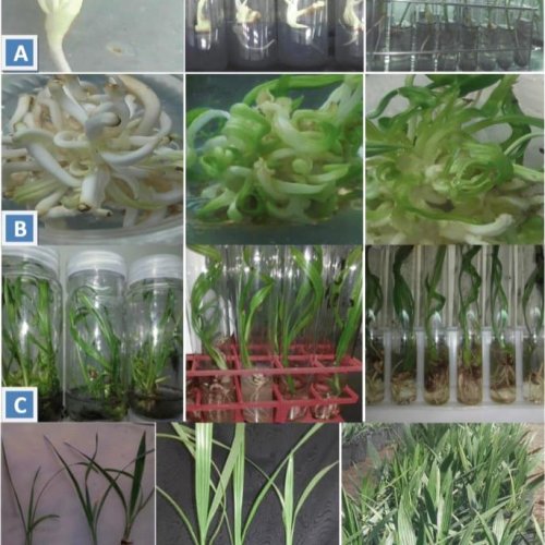 Khenizi Plant Tissue Culture