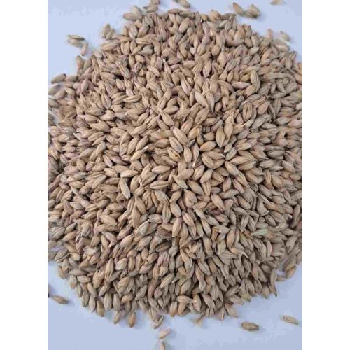 Animal Feed Barley