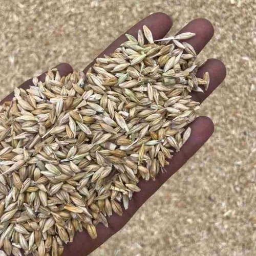 Barley Feed