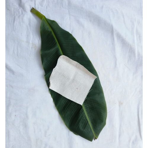 Banana Fiber Oxford Weave Fabric