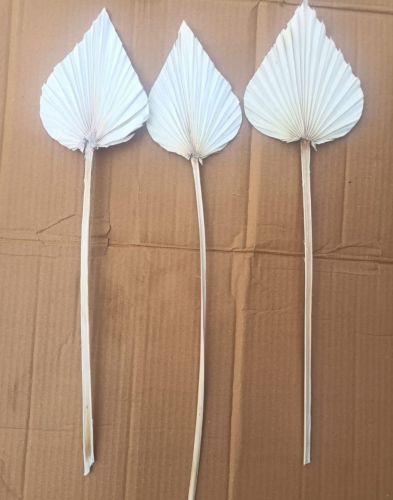 Spear Shaped Dried Palm Leaves