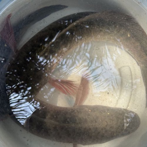 Murrel Fish