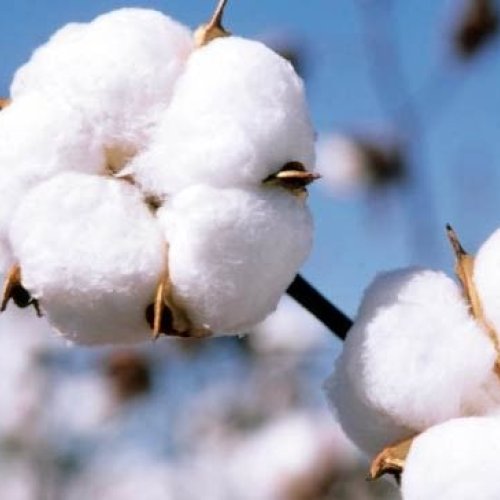 Natural Raw Cotton