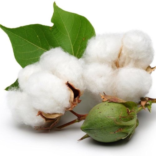 Organic Raw Cotton